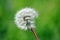 Dry Dandelion Grass Stock Photo