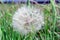 Dry Dandelion Grass Stock Photo