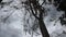 Dry dead acacia branch hanging on tree after pruning in sky background