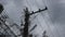 Dry dead acacia tree climbing on electric pole and wire after pruning on sky background