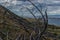 Dry dead bare smooth tree with twisting branches after fire, felled in green yellow grass. Blu Baikal lake. Sky with clouds, mount