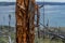 Dry dead brocken red textured trunk among felled trees and stumps after fire in green yellow grass on slope of mountain. Coast