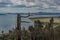 Dry dead brocken trunk with bare branch among pine forest on coast of bay blue Baikal lake. Mountains on horizon. Cloudy