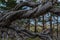 Dry dead dark curves twisted in spiral tree branches after fire, background of Siberia pine forest and lake Baikal