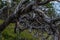 Dry dead dark gray curves twisted in spiral tree branches after fire, backdrop of Siberia forest and blue lake