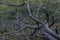 Dry dead gray curves twisted in spiral tree branches after fire on green mountain. view