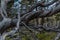 Dry dead gray twisting curves twisted in spiral tree branches after fire, background of Siberia pine forest and lake Baikal