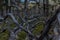 Dry dead gray winding curved tree branches after fire, backdrop of Siberia forest