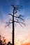 Dry dead pine tree on colorful evening sky