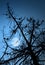 Dry dead pine tree silhouette and full Moon