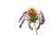 Dry dead purple and pink wild flower â€œWild Cosmos Flowerâ€ Cosmos bipinnatus closeup macro details photo isolated