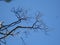 Dry dead tree creates an artistic view