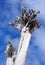 Dry dead white tree against a blue sky