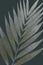 Dry decoration tropical silver white leaf on a dark background