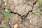 Dry dehydrated land with cracks. Dry soil background