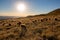 Dry desert of a group of baboon monkeys