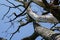 Dry diseased tree branches on blue sky background