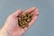 Dry dog food pellets lie in the palm of a man`s hand. A mature man holds a full palm of brown pellets against a gray background.