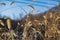 Dry dog tail grass in autumn