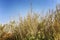 Dry dried tall grass against the blue cloudless sky