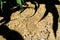 Dry drought stricken farm corn field dirt in Bavaria, Germany