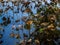 Dry and dying brown lotus leaves in swamp