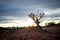 Dry and dying tree in the middle of a desert landscape at sunset