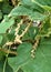 Dry ear of paddy on fresh Bottle Gourd leaves