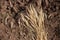 Dry ears of wheat lie on the plowed land, harvesting grain in the fields of Russia