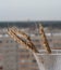 Dry ears of wheat in a vintage ribbed glass vase on the window against the background of residential high-rise buildings, cloudy,