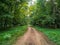 Dry earthen road in deciduous forest in summer.