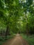 Dry earthen road in deciduous forest in summer.