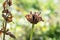 Dry faded wild flower in autumn field. Beautiful natural background