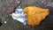 Dry fall leaf is laying atop a piece of broken glass