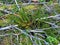 Dry fallen branches on the forest soil with moss