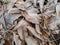 Dry fallen brown walnut leaves covered with frost.