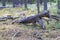 Dry fallen dried dead tree snag on the moss on coniferous forest background