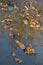 Dry fallen from the oak yellow autumn leaves lying on the calm surface of the water reflecting the branches of trees in a puddle