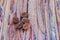 Dry fallen seeds of Casuarina equisetifolia (Common ironwood) fr