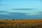 Dry farm stubble and distant harvest machinery