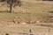 Dry farmland with sheep grazing. Drought in Australia