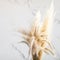 Dry feather and pampas grass on the white wall background closeup. Home interior decor