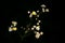 A dry, field flower, photographed on a summer night. Dark background