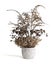 Dry field flowers bouquet in clay pot isolated in white background.