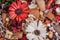 Dry field flowers. Top view- flat still life