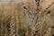 Dry field grass is wrapped in cobwebs covered with dew drops