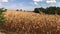 Dry field of hogging-down corn