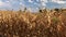 Dry field of hogging-down corn under cloudy blue sky