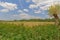 Dry field with reed and trees in Bourgoyen nature reserve