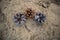 Dry fir and pine cones, brown. The Mature fruit that have survived the winter on the background of the sand in the woods